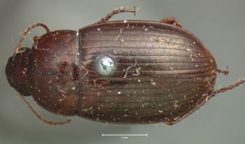 Media type: image;   Entomology 668 Aspect: habitus dorsal view